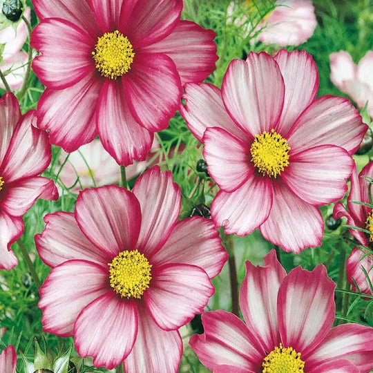 Cosmos Candy Stripe - McKenzie Seeds