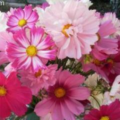 Cosmos Dancing Petticoats - Renee's Garden