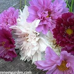 Cosmos Double Click - Renee's Garden Seeds