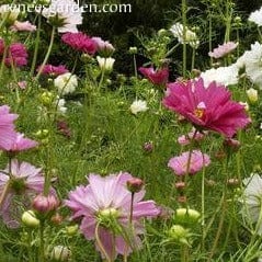 Cosmos Double Click - Renee's Garden Seeds