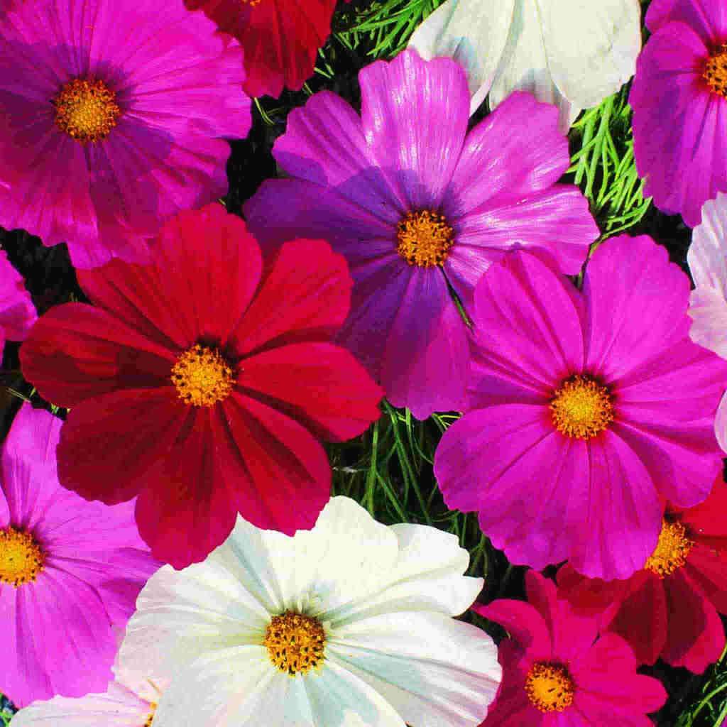 Cosmos Early Sensation - McKenzie Seeds 