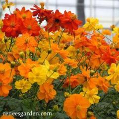 Cosmos Little Ladybirds - Renee's Garden