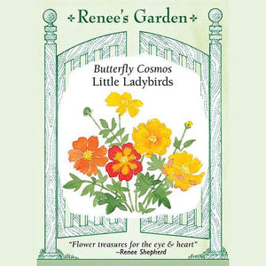 Cosmos Little Ladybirds - Renee's Garden