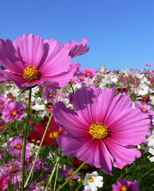 Cosmos Mini Blend - West Coast Seeds