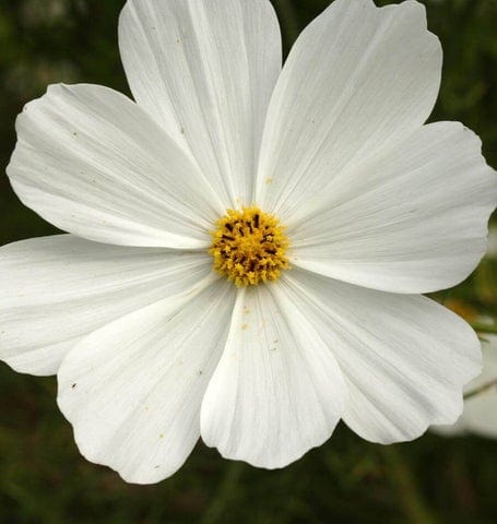 Cosmos Purity - West Coast Seeds