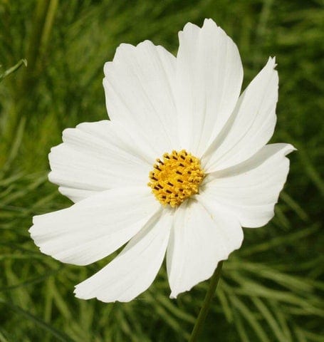 Cosmos Purity - West Coast Seeds