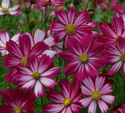 Cosmos Cosmo Purple-Red-White - Ontario Seed Company