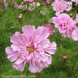 Cosmos Rose Bon Bon - Renee's Garden Seeds
