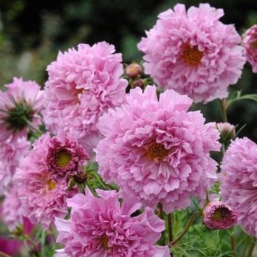 Cosmos Rose Bon Bon - Renee's Garden Seeds