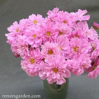 Cosmos Rose Bon Bon - Renee's Garden Seeds