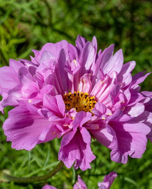 Cosmos Rose Bon Bon - West Coast Seeds