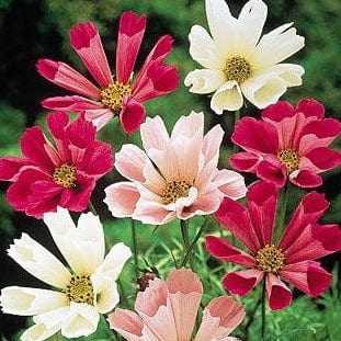 Cosmos Seashells Mix - Burpee Seeds