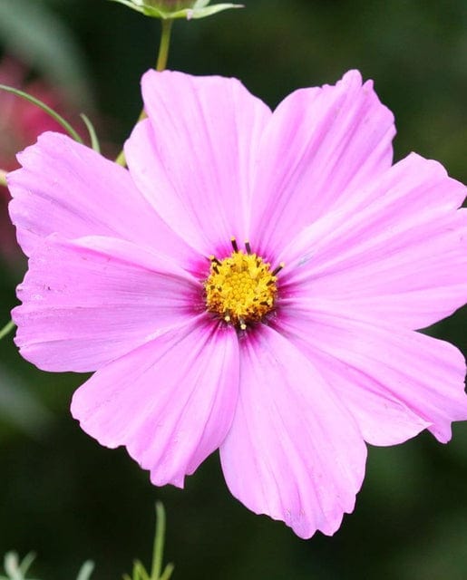 Cosmos Sensation Mix - West Coast Seeds