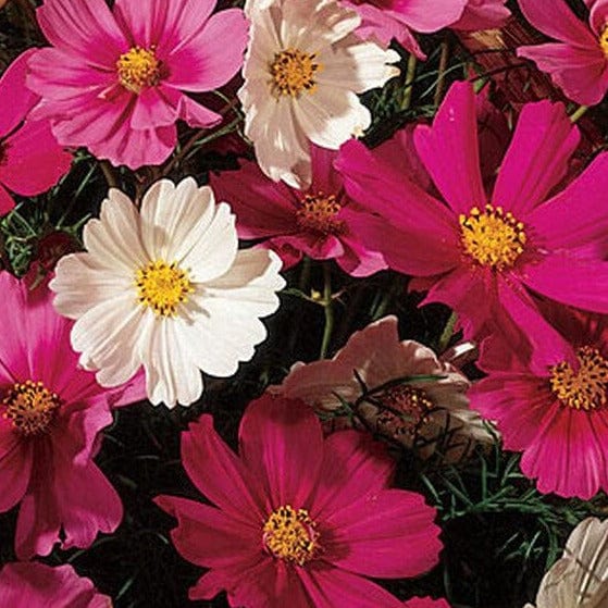 Cosmos Sensation Mixed - Burpee Seeds