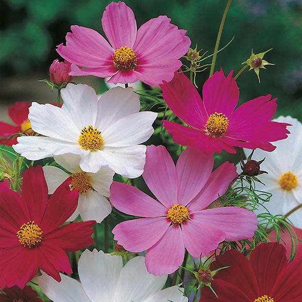 Cosmos Sensation Mixed - Mr. Fothergill's