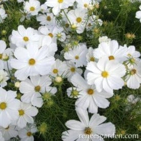 Cosmos Snow Sonata - Renee's Garden