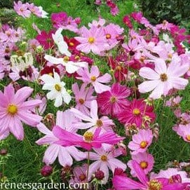 Cosmos Sonata Mix - Renee's Garden Seeds