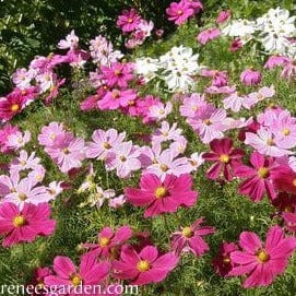 Cosmos Sonata Mix - Renee's Garden Seeds