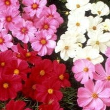 Cosmos Sonata Mix - Renee's Garden Seeds