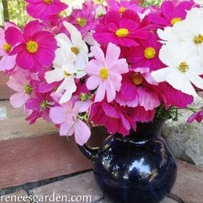 Cosmos Sonata Mix - Renee's Garden Seeds