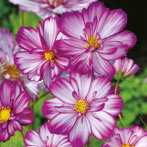 Cosmos Sweet Kisses - Mr. Fothergill's Seeds