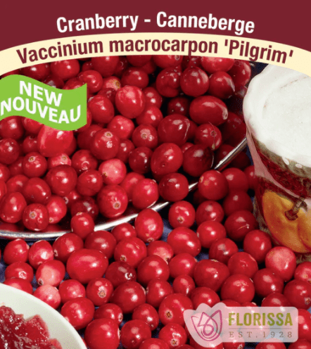 Cranberry - Pilgrim