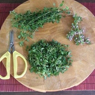 Creeping Thyme - Renee's Garden Seeds