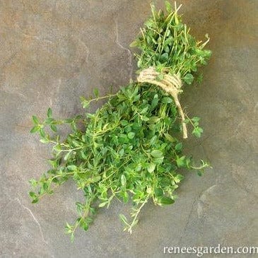 Creeping Thyme - Renee's Garden Seeds