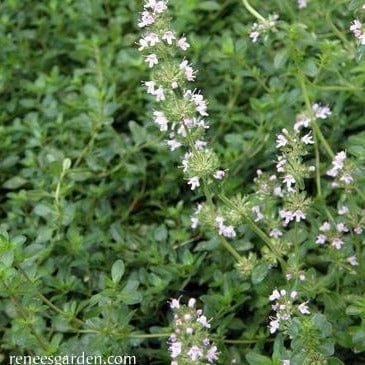 Creeping Thyme - Renee's Garden Seeds