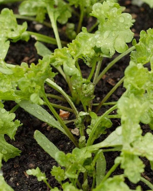 Cress Curly - West Coast Seeds