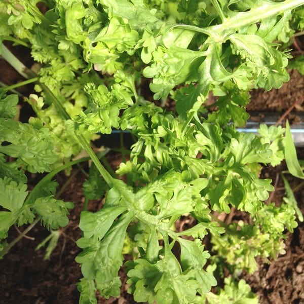 Wrinkled Crinkled Cress - Saanich Organics