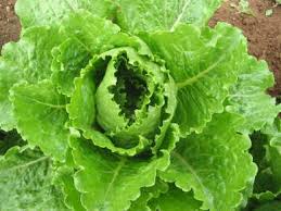 Lettuce Crisp Mint - Salt Spring Seeds
