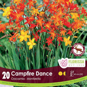 Crocosmia Campfire Dance red, orange, and yellow spring bulbs