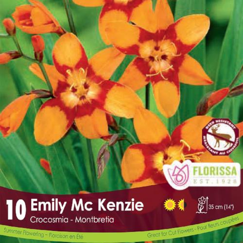 Crocosmia Emily MacKenzie Orange and Red Spring Bulbs
