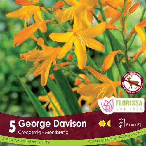 Crocosmia George Davidson Yellow Spring Bulb