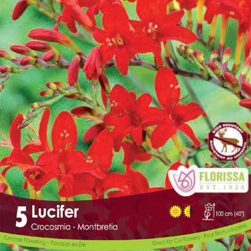 Crocosmia - Lucifer, 5 Pack