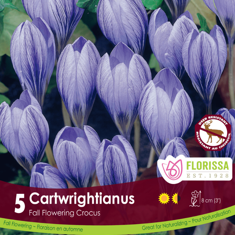 Crocus Cartwrightianus