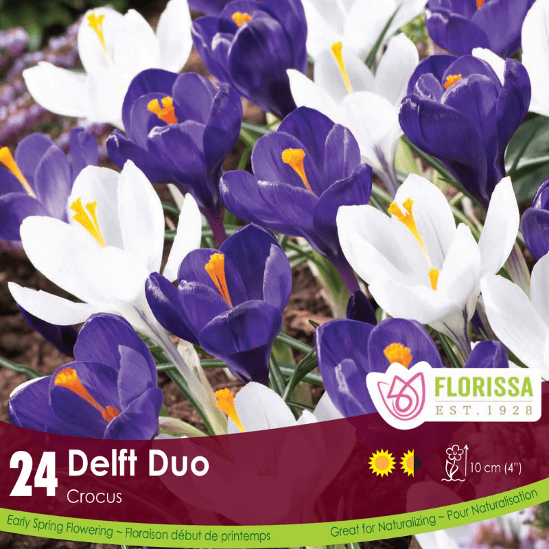 Crocus Delft Duo