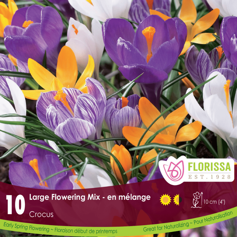 Crocus Large Flowering Mix