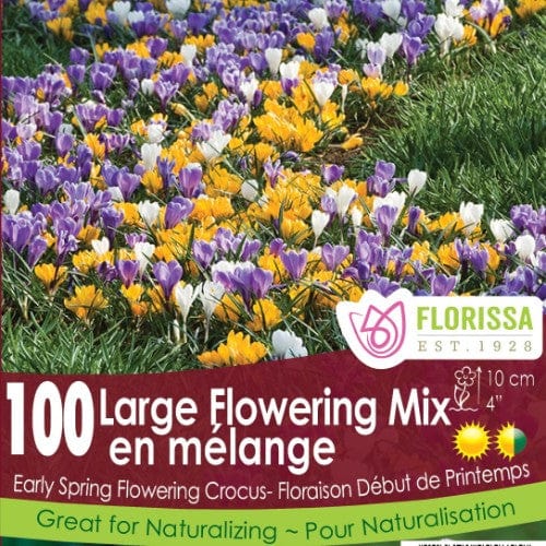 Crocus - Large Flowering Mix - Mesh Bag, 100 Pack
