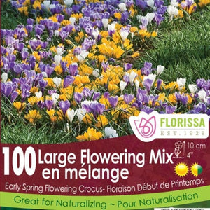 Crocus - Large Flowering Mix - Mesh Bag, 100 Pack