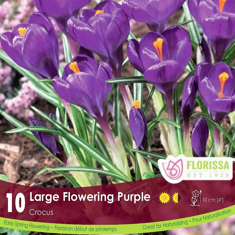 Crocus Large Flowering Purple