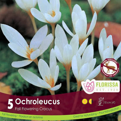 Crocus - Ochroleucus (Fall Flowering), 5 Pack