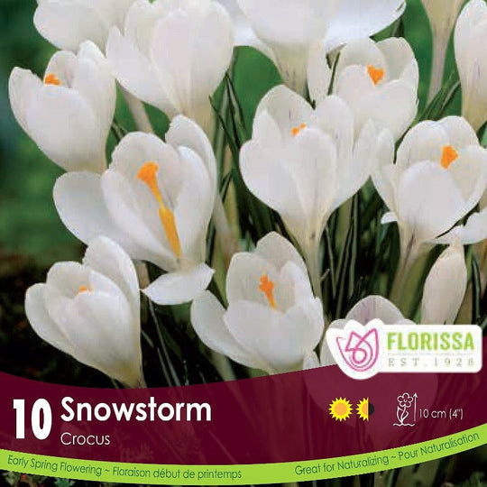 White Crocus Snowstorm 