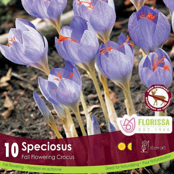 Crocus - Speciosus (Fall Flowering), 10 Pack