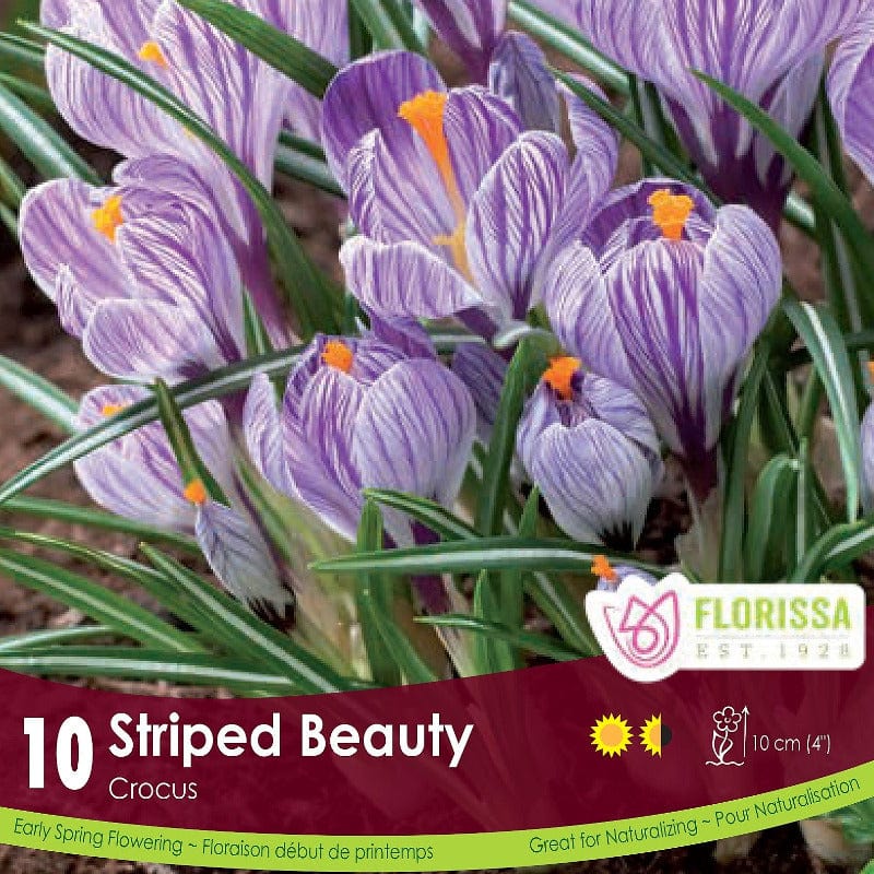 Purple and White Crocus Striped Beauty