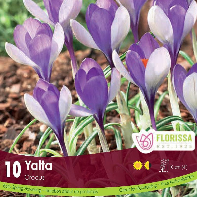 Purple Crocus Yalta 