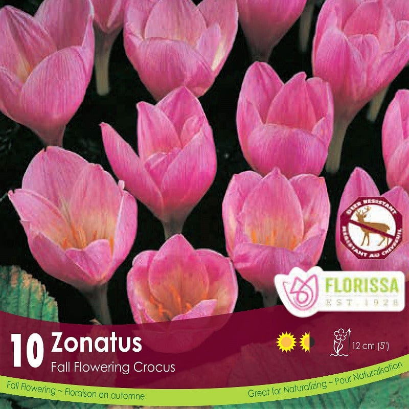 Pink Crocus Zonatus Tops 