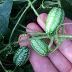 Cucamelon