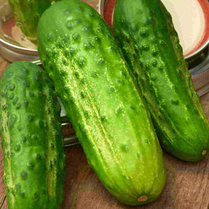 Cucumber Boston Pickling, Sow Easy - McKenzie Seeds